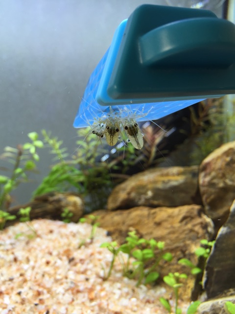 f:id:hanako69:20150227084656j:plain f:id:hanako69:20150227084656j:plain