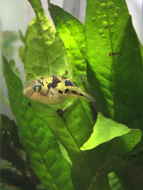 f:id:hanako69:20150227085105j:plain f:id:hanako69:20150227085105j:plain