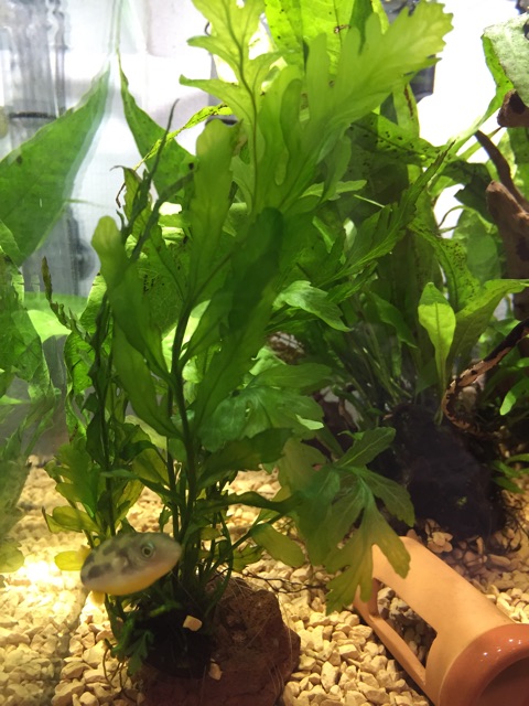 f:id:hanako69:20150304085524j:plain f:id:hanako69:20150304085524j:plain