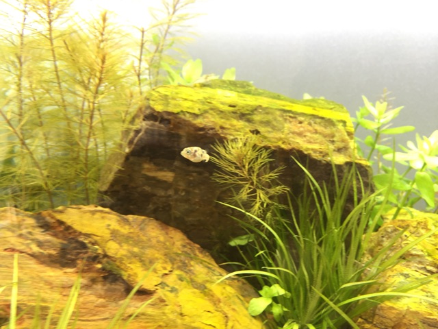 f:id:hanako69:20150312213626j:plain f:id:hanako69:20150312213626j:plain