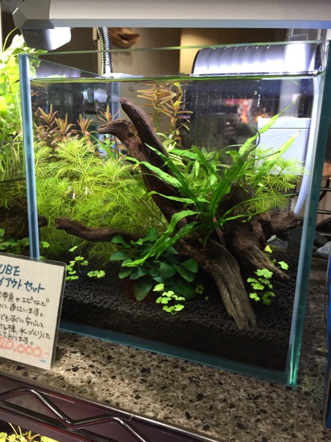 f:id:hanako69:20150314204612j:plain f:id:hanako69:20150314204612j:plain