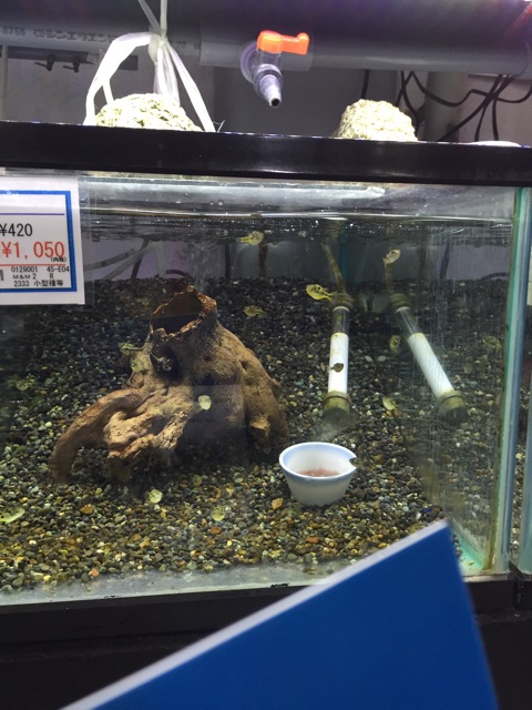 f:id:hanako69:20150314204810j:plain f:id:hanako69:20150314204810j:plain