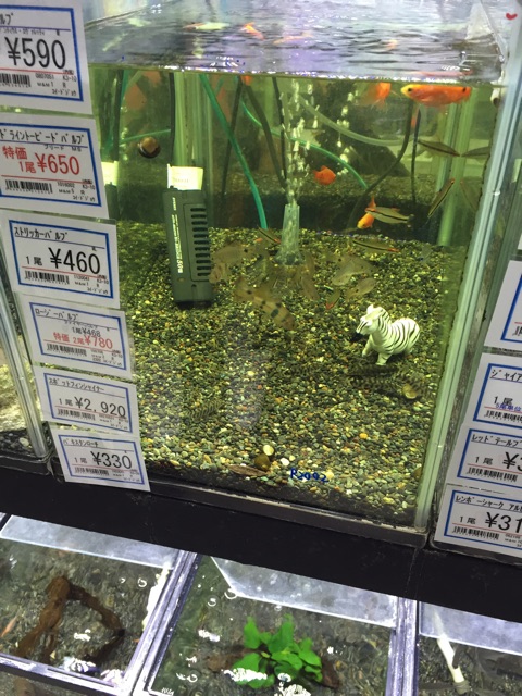f:id:hanako69:20150314204906j:plain f:id:hanako69:20150314204906j:plain