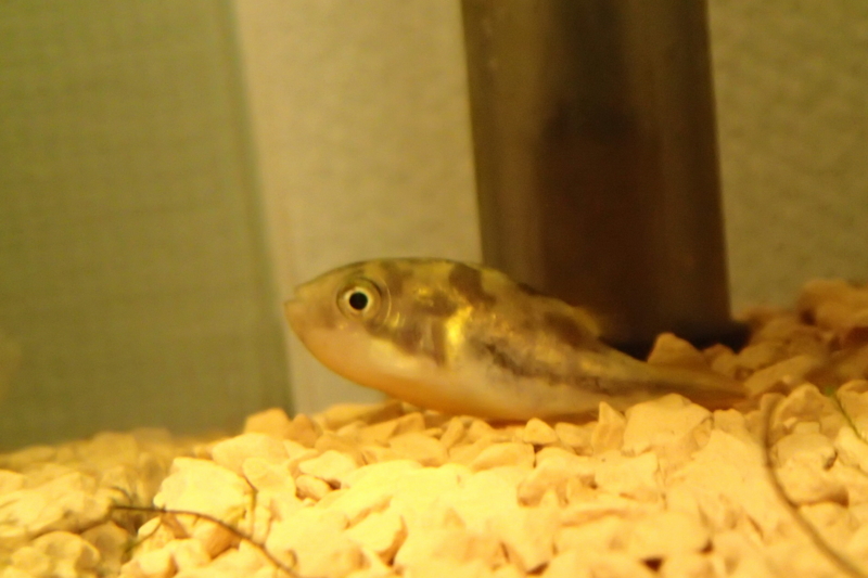 f:id:hanako69:20150330214511j:plain f:id:hanako69:20150330214511j:plain