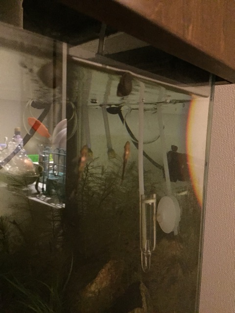 f:id:hanako69:20150331213103j:plain f:id:hanako69:20150331213103j:plain