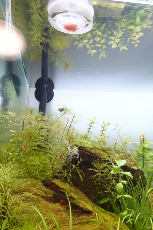 f:id:hanako69:20150401083242j:plain f:id:hanako69:20150401083242j:plain