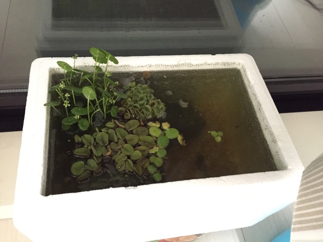 f:id:hanako69:20150401205625j:plain f:id:hanako69:20150401205625j:plain