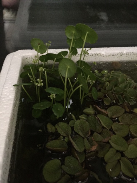 f:id:hanako69:20150401205655j:plain f:id:hanako69:20150401205655j:plain
