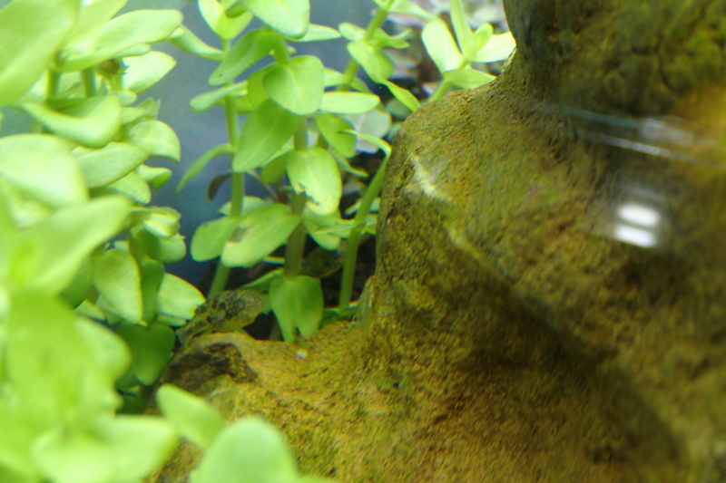 f:id:hanako69:20150517085959j:plain f:id:hanako69:20150517085959j:plain
