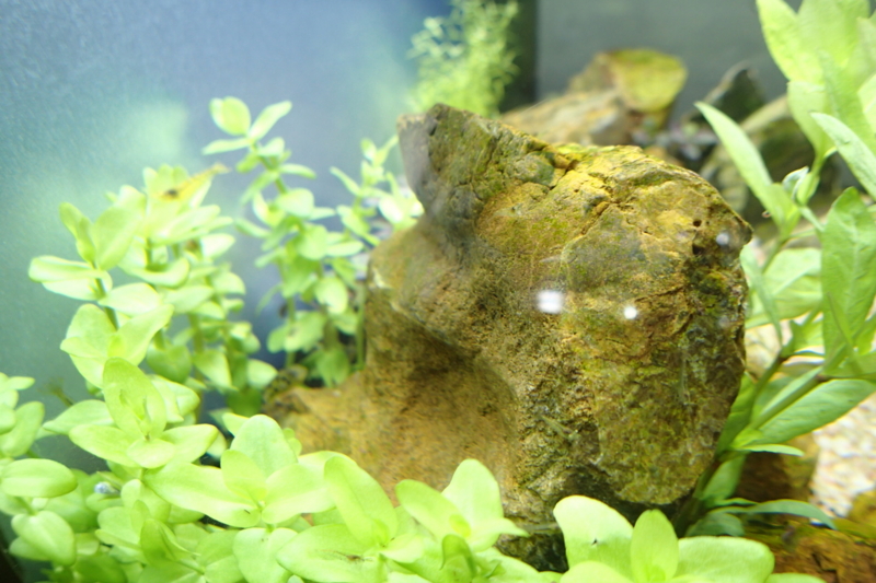 f:id:hanako69:20150517090134j:plain f:id:hanako69:20150517090134j:plain