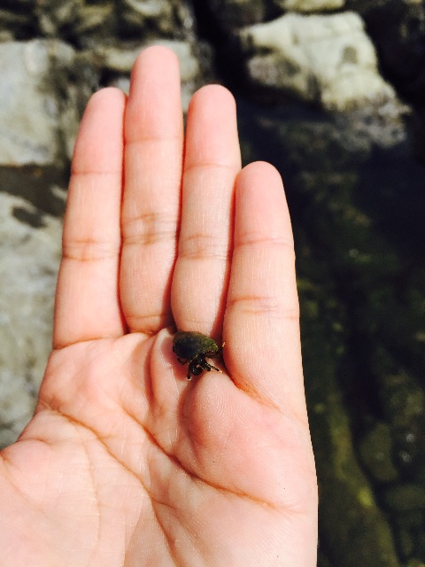 f:id:hanako69:20150517233337j:image f:id:hanako69:20150517233337j:image