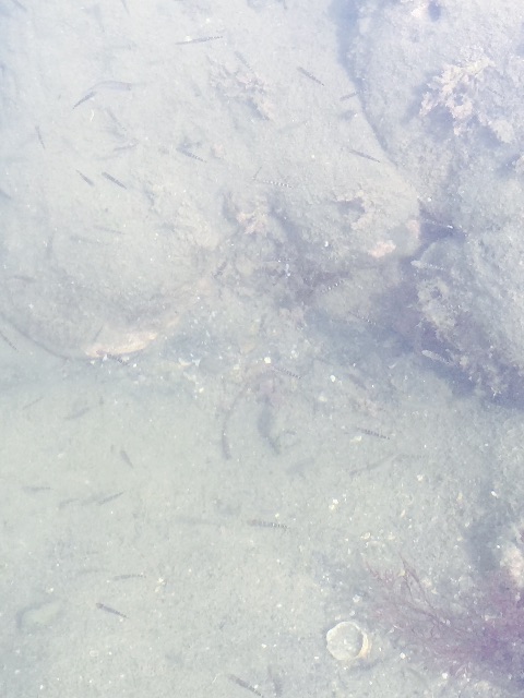 f:id:hanako69:20150517233524j:image f:id:hanako69:20150517233524j:image
