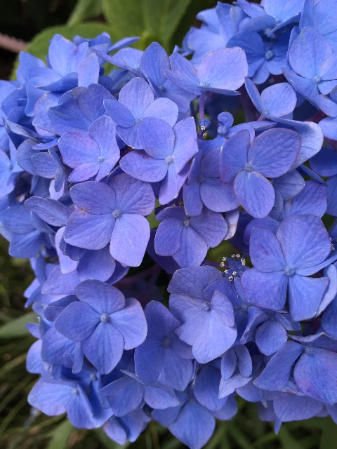 f:id:hanako69:20150607210141j:image f:id:hanako69:20150607210141j:image