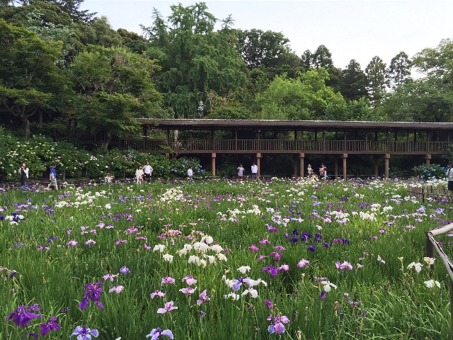 f:id:hanako69:20150607210442j:image f:id:hanako69:20150607210442j:image