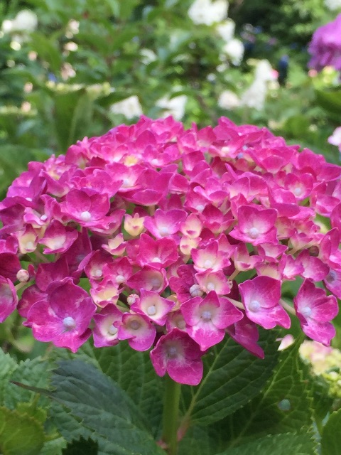 f:id:hanako69:20150607210946j:image f:id:hanako69:20150607210946j:image
