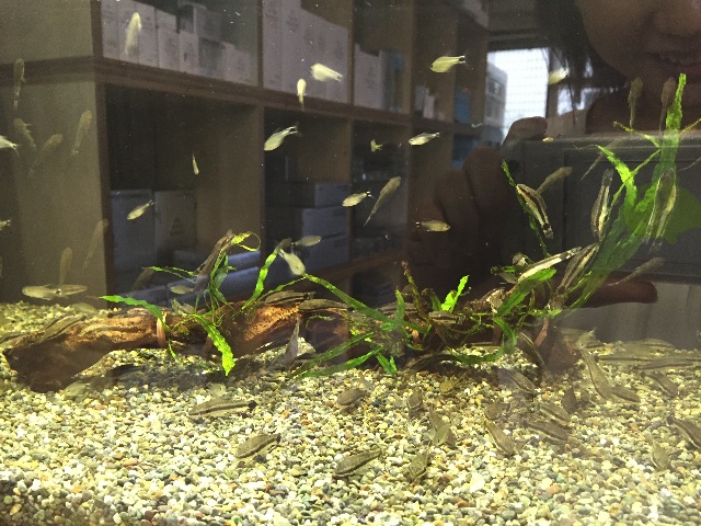 f:id:hanako69:20150619174440j:image f:id:hanako69:20150619174440j:image