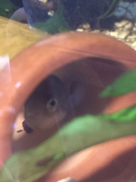f:id:hanako69:20150704114141j:image f:id:hanako69:20150704114141j:image