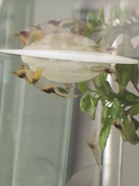 f:id:hanako69:20150706214328j:image f:id:hanako69:20150706214328j:image