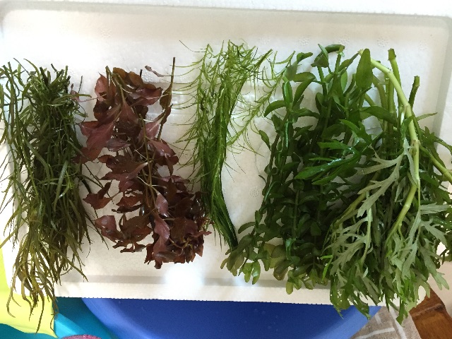 f:id:hanako69:20150725172554j:image f:id:hanako69:20150725172554j:image