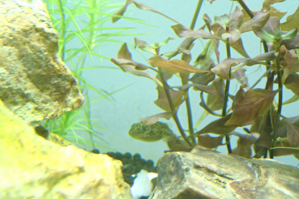 f:id:hanako69:20150730085452j:plain f:id:hanako69:20150730085452j:plain