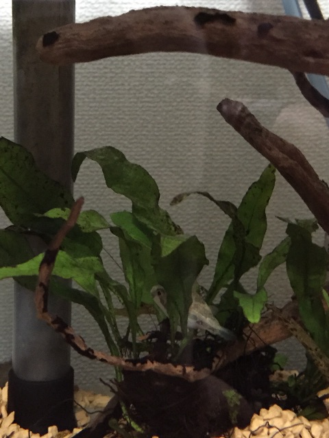 f:id:hanako69:20150803083123j:image f:id:hanako69:20150803083123j:image