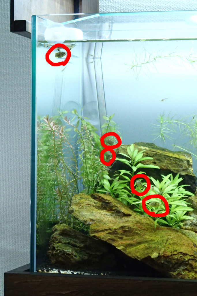 f:id:hanako69:20150902083642j:plain f:id:hanako69:20150902083642j:plain