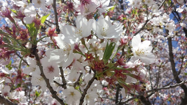 f:id:hanakosaan:20160411234653j:image f:id:hanakosaan:20160411234653j:image