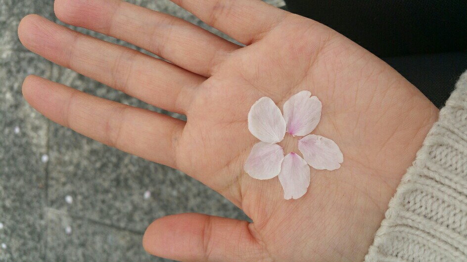 f:id:hanamarutensi:20160410200635j:image f:id:hanamarutensi:20160410200635j:image
