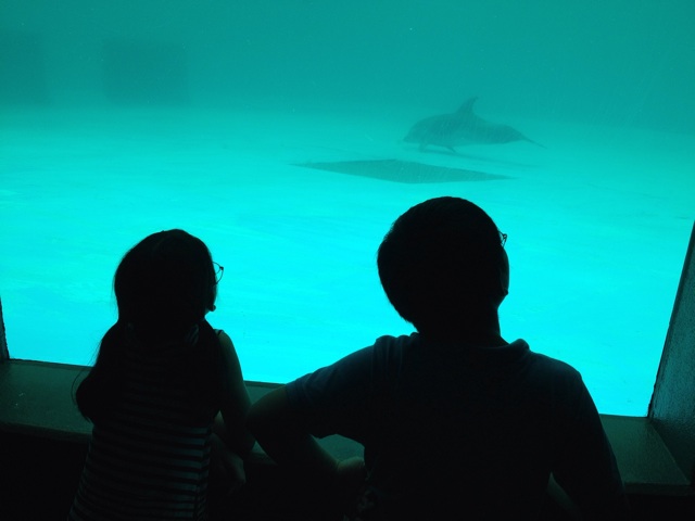 f:id:hananekotei:20140826080657j:plain f:id:hananekotei:20140826080657j:plain