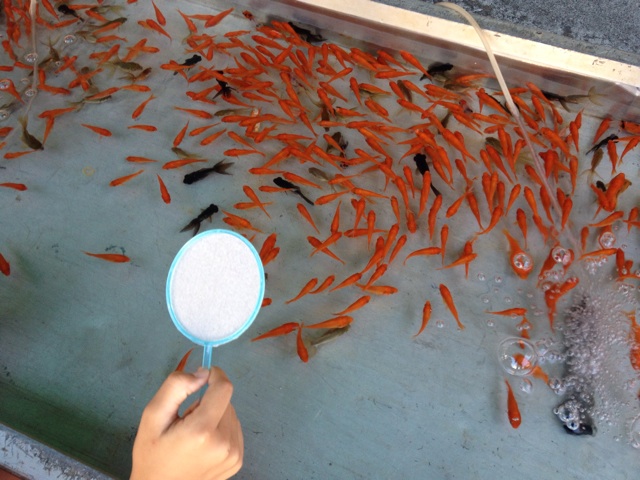 f:id:hananekotei:20140901124607j:plain f:id:hananekotei:20140901124607j:plain