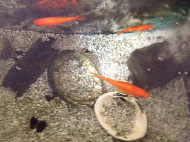 f:id:hananekotei:20150222230517j:plain f:id:hananekotei:20150222230517j:plain