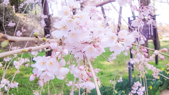 f:id:hanasennin9:20160325064039j:plain f:id:hanasennin9:20160325064039j:plain