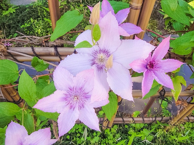 f:id:hanasennin9:20160518075218j:plain f:id:hanasennin9:20160518075218j:plain