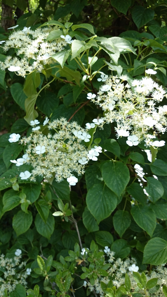 植物仙人と見る 春に咲く白い花 大手鞠＆白詰草＆つるあじさい hanatohana