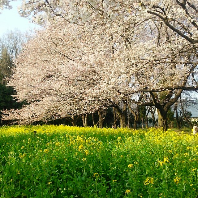 f:id:hannahcana:20160401224913j:image f:id:hannahcana:20160401224913j:image
