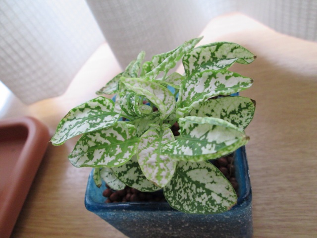 f:id:hao_mei3:20140526164516j:plain f:id:hao_mei3:20140526164516j:plain