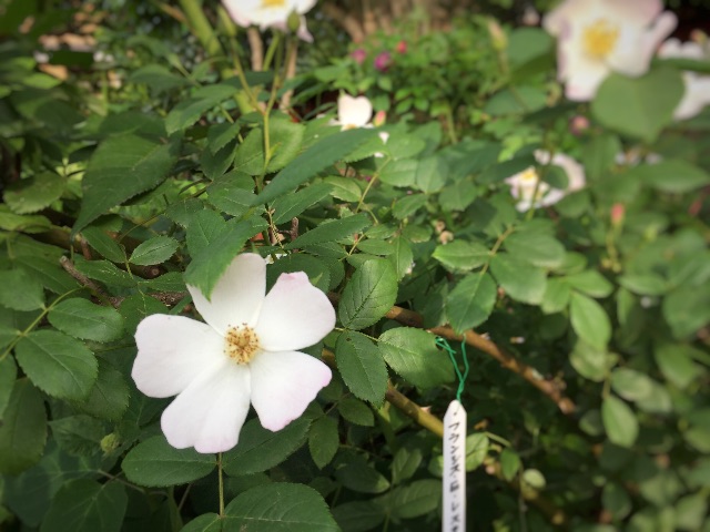 f:id:hao_mei3:20150517212823j:image f:id:hao_mei3:20150517212823j:image