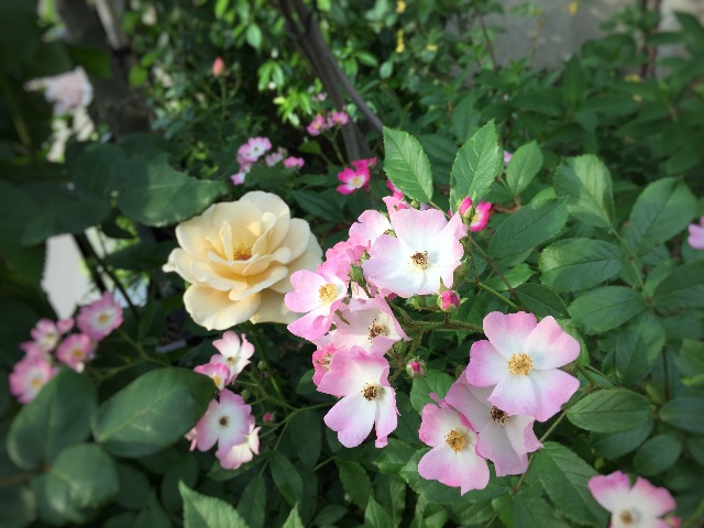 f:id:hao_mei3:20150517212856j:image f:id:hao_mei3:20150517212856j:image