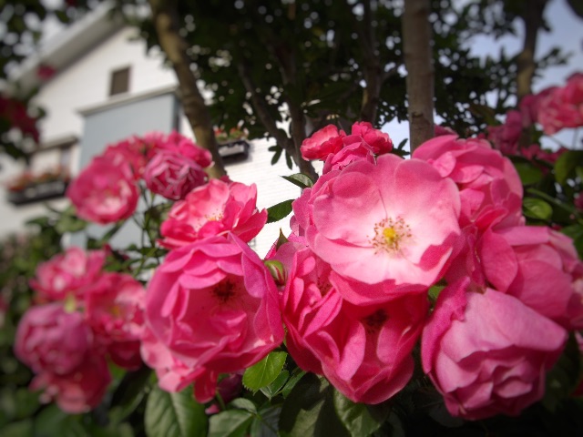 f:id:hao_mei3:20150517212906j:image f:id:hao_mei3:20150517212906j:image