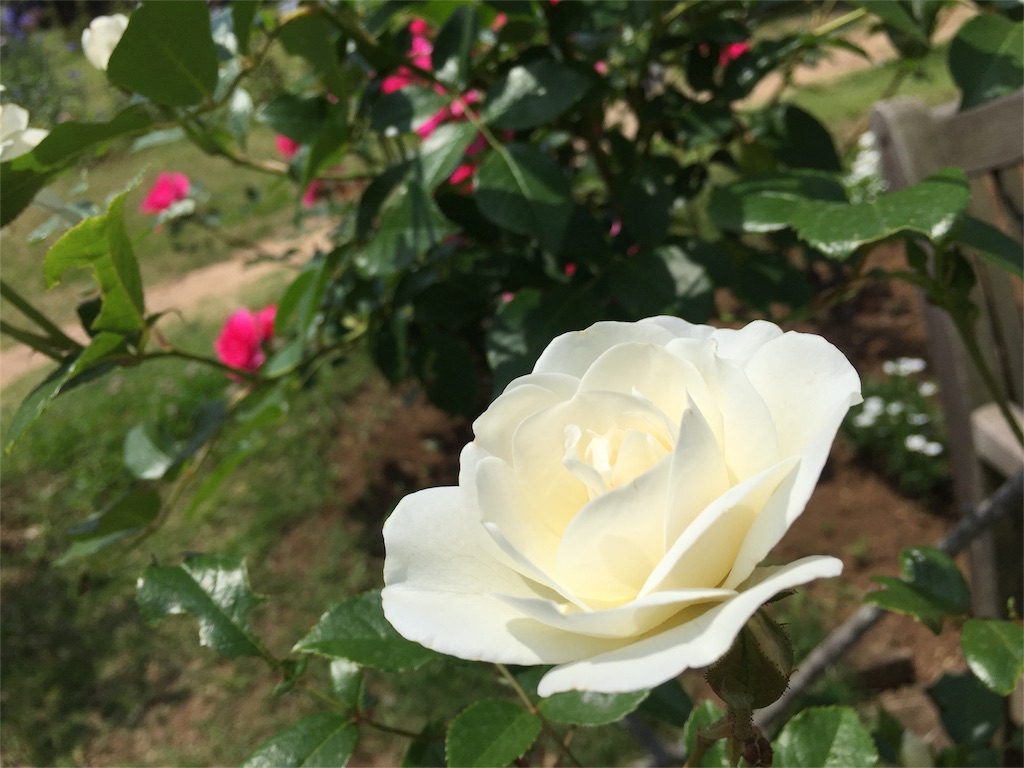 f:id:hao_mei3:20160515120553j:image f:id:hao_mei3:20160515120553j:image