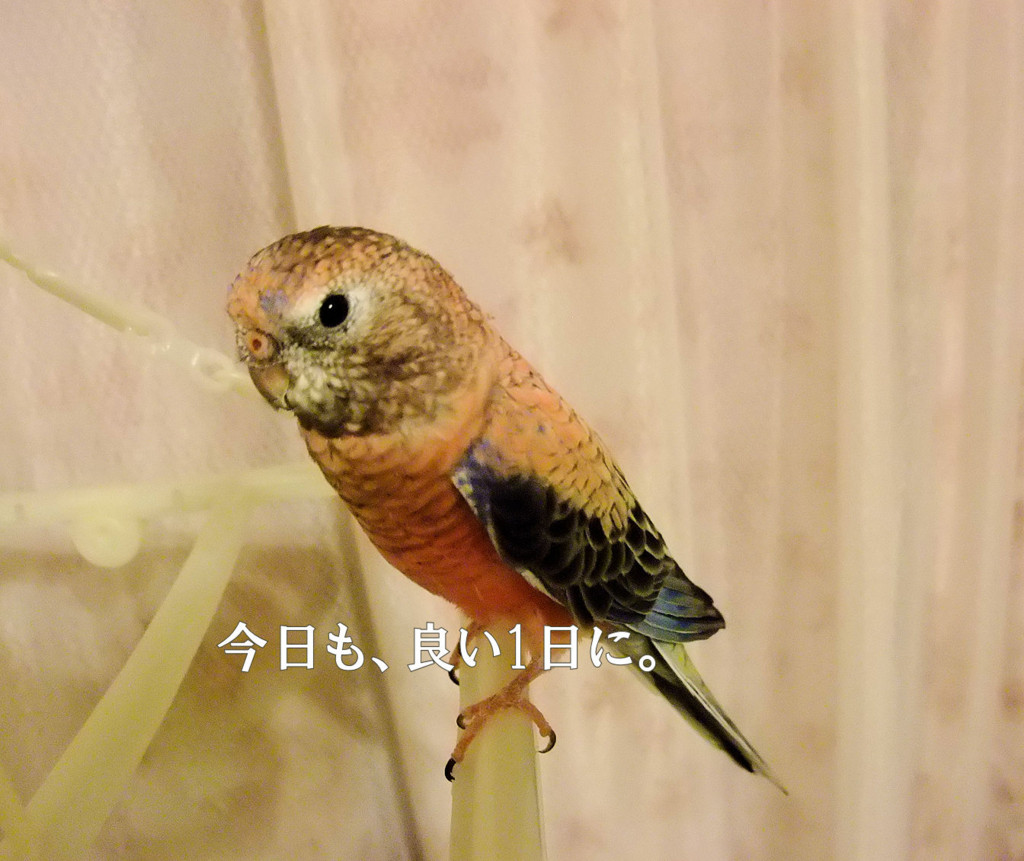 f:id:happy-ok3:20160513184327j:plain