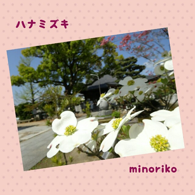 f:id:happywhiteflower:20160416075949j:image f:id:happywhiteflower:20160416075949j:image