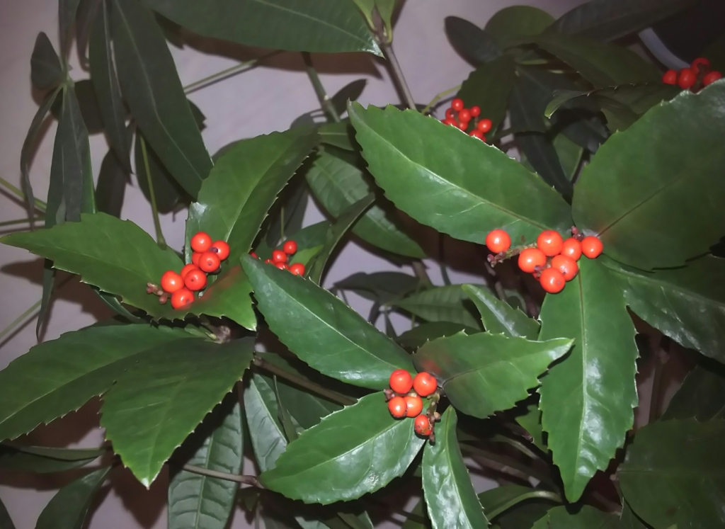 f:id:harenoseimei:20151229211919j:plain f:id:harenoseimei:20151229211919j:plain