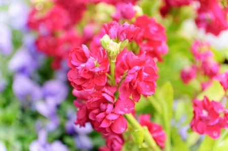 f:id:haru-komugi:20100228142822j:image f:id:haru-komugi:20100228142822j:image