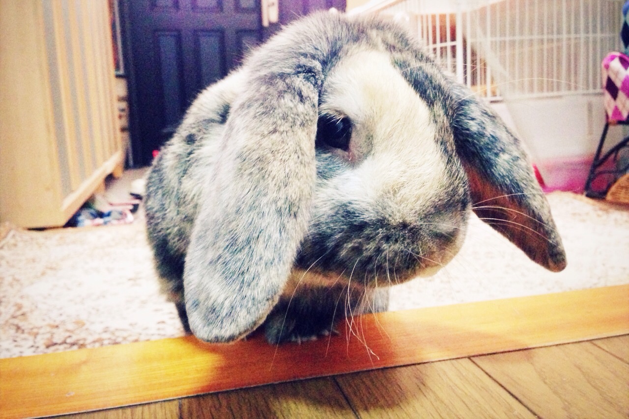 f:id:haru_ban:20140328224700j:plain f:id:haru_ban:20140328224700j:plain