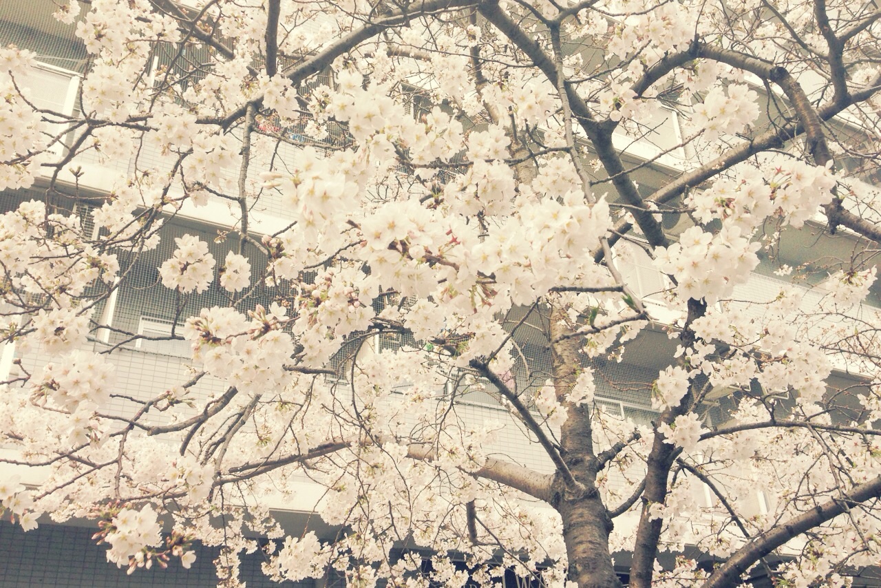 f:id:haru_ban:20140329231018j:plain f:id:haru_ban:20140329231018j:plain