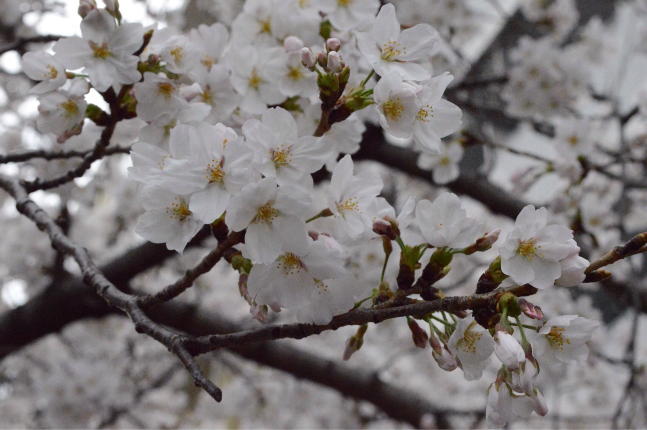 f:id:haru_ban:20140331215238j:plain f:id:haru_ban:20140331215238j:plain
