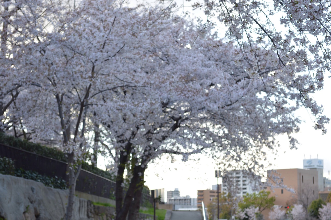 f:id:haru_ban:20140404221220j:plain f:id:haru_ban:20140404221220j:plain