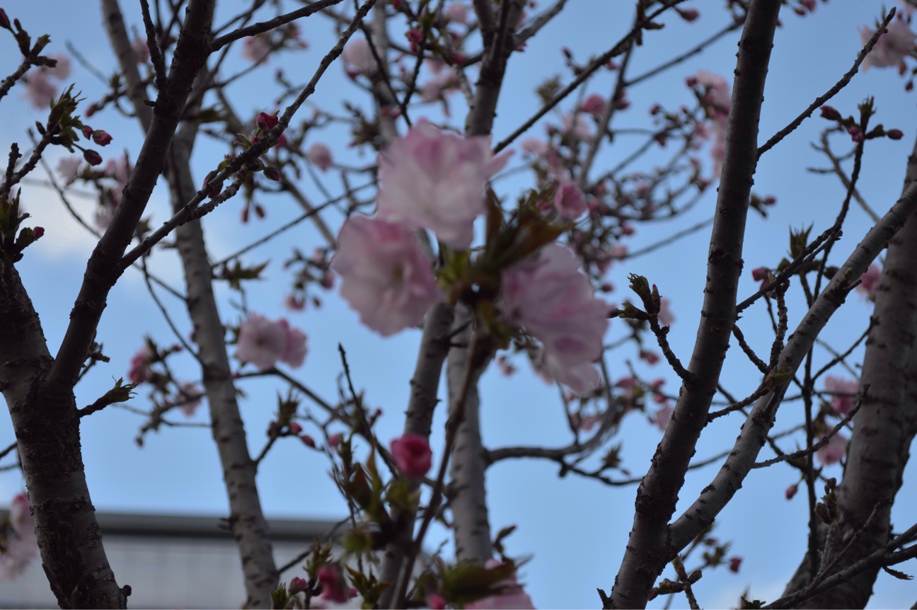 f:id:haru_ban:20140404221311j:plain f:id:haru_ban:20140404221311j:plain