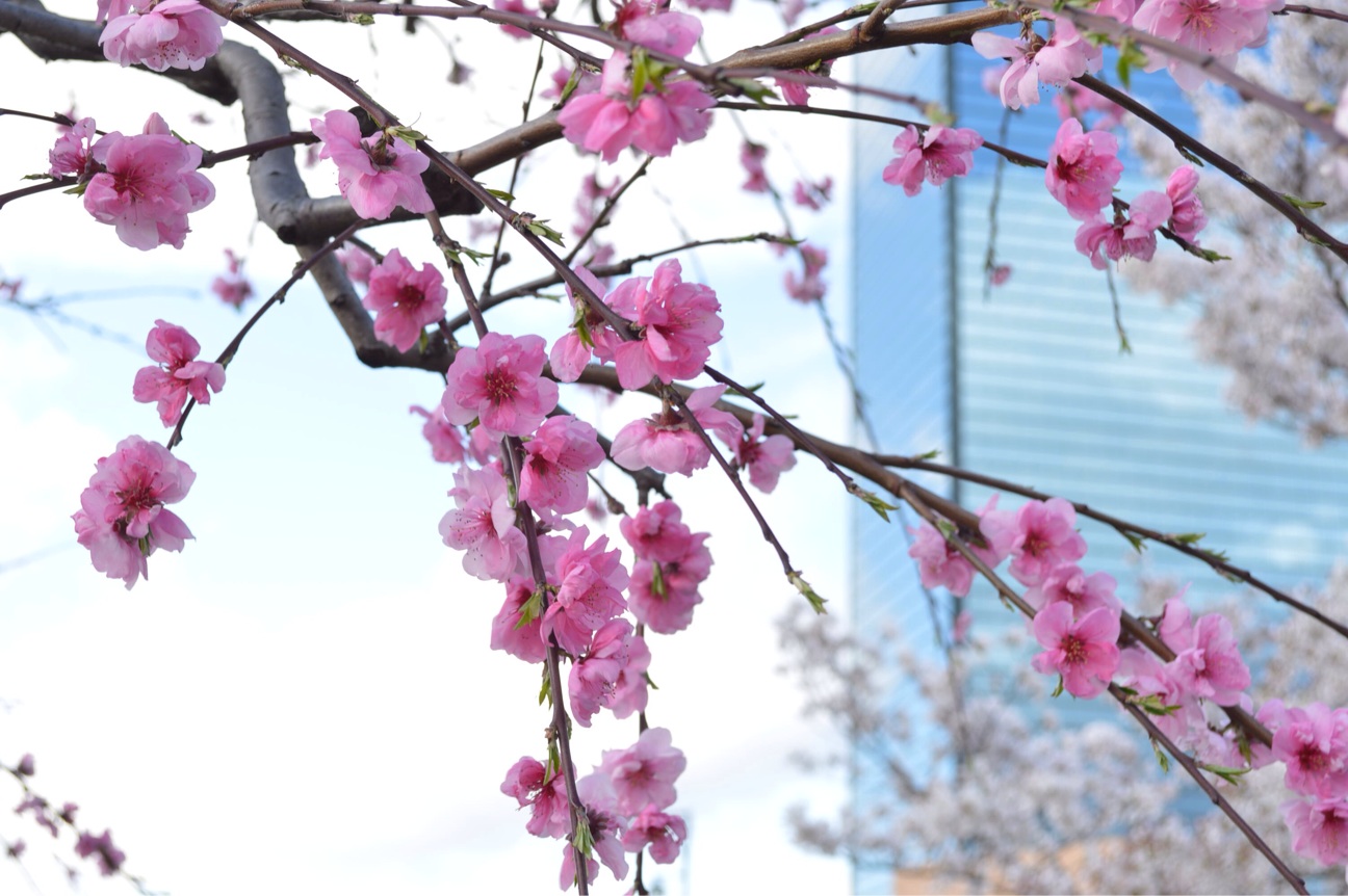 f:id:haru_ban:20140404221359j:plain f:id:haru_ban:20140404221359j:plain